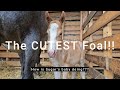 Sugar's Baby Has A Name! | Newborn Foal Update | Rural Farm Life | Small Farm Vlog