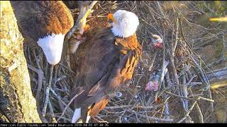 AEF SM Eagle Cam 4-5-18: Sir Hatcher II Brings a Fish For His Lady!