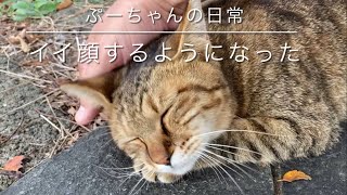 ぷーちゃんの日常😄イイ顔するようになりました☺️