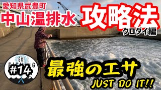 【愛知県武豊町】中山製鋼温排水の攻略法見つけましたよ！