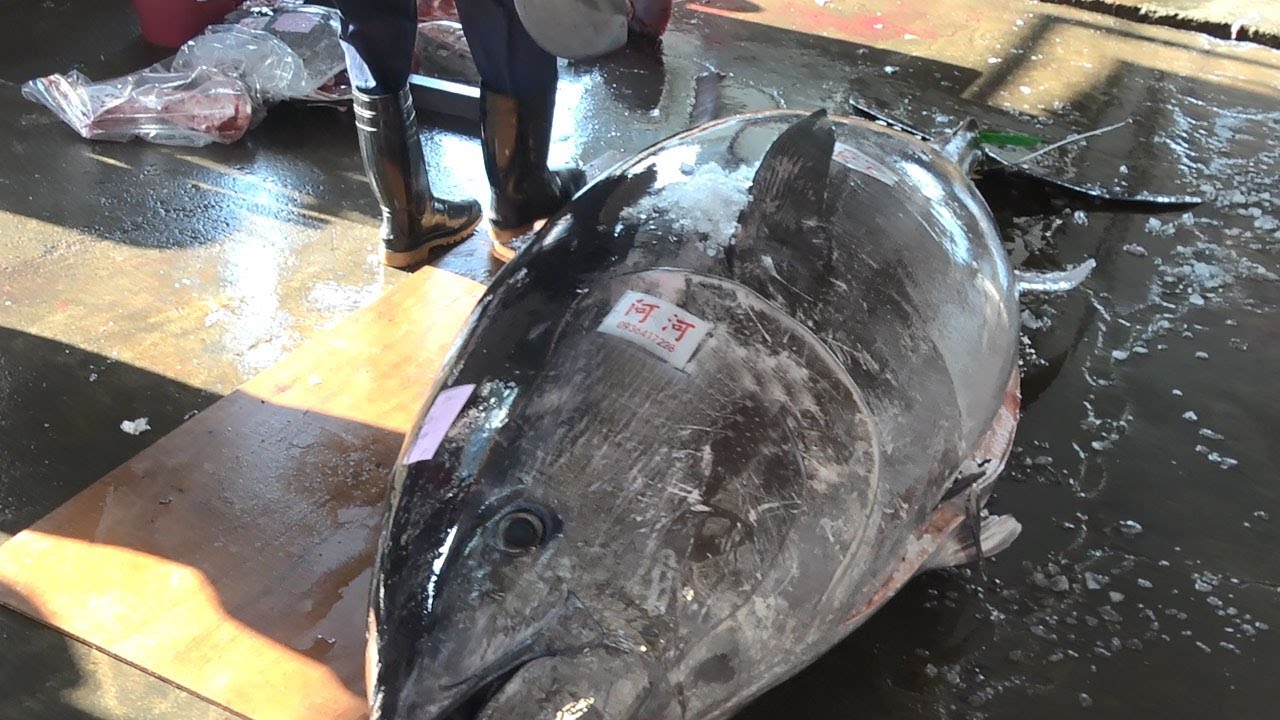 302kg Giant Bluefin Tuna Cutting Skills Youtube