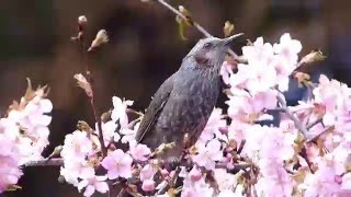 ムビる06182 河津桜を食むヒヨドリ hiyodori