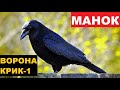 🔊ГОЛОС МАНОК ВОРОНА КРИК 1