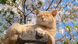 Soothing cat music 😽 Valley water sounds, birds sounds 🌱 Peaceful healing music for cats, cat a...