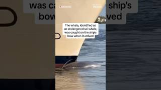 Cruise ship sails into NYC port with dead whale across its bow