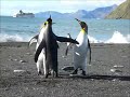 funny penguin fight