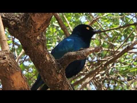 Estorninho-metálico (Lamprotornis nitens)