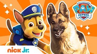 How To Be a Police Pup! 🚨 w/ PAW Patrol's Chase & REAL Dogs! | PAW Patrol | Nick Jr.