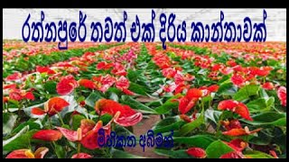 රත්නපුරේ තවත් එක් දිරිය කාන්තාවක්‍....... Anthirium MAl Sinhala