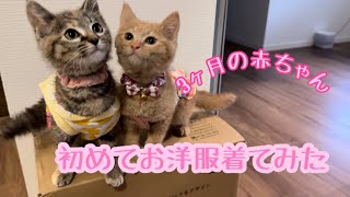 【保護猫】初めてお洋服着せてみたらマジで可愛すぎた　#cat #猫 #保護猫