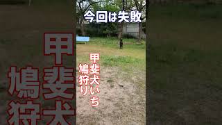 甲斐犬の鳩狩り #shorts