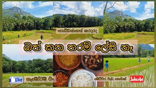 අපි වවමු රට සංවර්ධනයට දායක වෙමු🌾🍚😌|#srilanka 🇱🇰#harvesting #rice #motivation