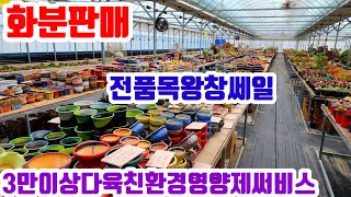 화분판매 전품목왕창쎄일 010 4499 2456 5만이상무료배송 3만이상다육친환경영양제써비스 주문은 문자로주세요