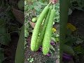 ନିଜ ବାଡ଼ିରେ ଫସଲ କେତେ ସୁନ୍ଦର farming in your home shorts ytshorts youtube shorts.