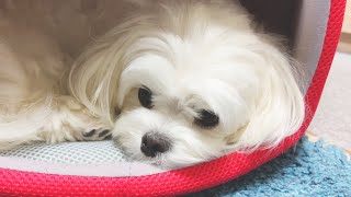 冬用ベッドを出したのに愛犬が全然使ってくれません【マルチーズ】