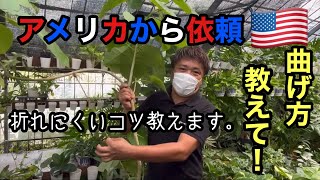 観葉植物を曲げる裏技公開。これで折れるリスク回避できます。