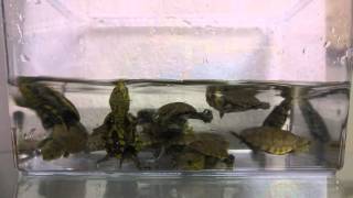 Narrow-bridged Musk Turtle