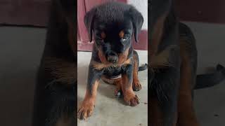 rottweiler puppy | Rambo #rottweiler #rottweilerpuppy #rottweilerdog #cutedog #doglover #dog