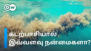 Seaweed farming: கடற்பாசி வளர்ப்பின் பயன்கள் என்ன? | Eco India | DW Tamil