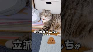 【悲報】家に帰ったら床に猫のアレが落ちてました･･･😿 #猫