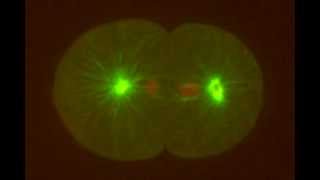 The First Cell Division of the Nematode C. elegans　（線虫胚の細胞分裂）