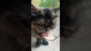 Spoonfed with love#kitty#evening#mycat#meal#food#spoonfeeding#trending#love#viralvideo