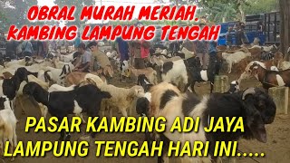 HARGA KAMBING MASIH MURAH DI LAMPUNG TENGAH