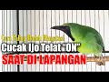 TIPS PALING MUDAH CARA MENGATASI CUCAK IJO TELAT PANAS || CARA SETTING CUCAK IJO LAMBAT PANAS