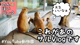 あまえる子猿／のんほいパーク［YouTube動物園］#パタスモンキー #パタスザル #monkey