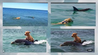 बिना स्वार्थ के किसी की सहायता करना इन बेजुबान जानवरों से सीखो । Whale saved dog from sea #shorts 1