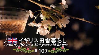 107 田舎暮らしの春、遅いお花見🌸ガーデニング／バラ／桜