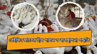 বেলজিয়াম জাতের হাঁস যেভাবে পালন ও ব্যবস্থাপনা করে লাভবান হবেন | Belgium duck | Bangla Creator