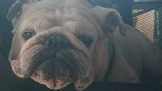 ブルドッグbulldog🐾八十助の日常🐾