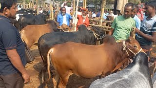 টাঙ্গাইলের খামারী কতো টাকা মন দরে ষাঁড় ও গাভী কিনলেন কাহারোল হাটে