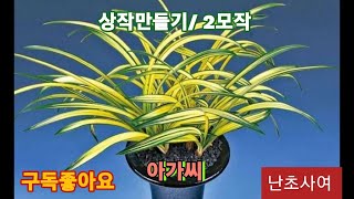 #난초 #꽃 #아가씨자랑코너 #2023년03월31일 #