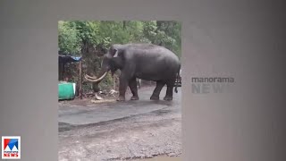 മൂന്നാറിൽ വീണ്ടുമിറങ്ങി പടയപ്പ| Idukki | Padayappa| Wild Elephant