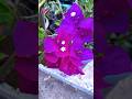 #blooming #bougainvillea #minmini #garden #trendingshorts