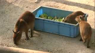 カピバラ　（平川動物公園篇）旧展示場には