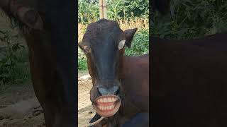 chay viskit lao re 🤪🤪 #goatcomedy #comedyfilms #funny #junglecomedy #comedymovies #goat #cow