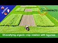 DIVERIMPACTS - Diversifying organic crop rotation with legumes The Swiss trial in Fislisbach