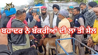 ਬਹਾਦਰ ਨੇ ਬੱਕਰੀਆਂ ਦੀ ਲਾ ਤੀ ਸੇਲ | Tungwali Bakra Mandi #rajugoatfarm #goatstar #goatfarming 2025