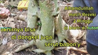 masih Rezeki❗setelah 2 Minggu di biarin di hutan❗akhir'y bisa di dongkel juga babon serut'y #bonsai