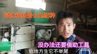 附近粉丝爷爷来接公兔配种，母兔不举尾，看看如何借助工具