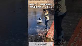 賢く、可愛いボーダー・コリーの自己紹介動画　 #ペット #dog #ボーダーコリー