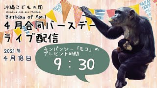 動物イベント★ライブ配信【4月合同バースデー＊チンパンジー 】CELEBRATING APRIL BIRTHDAY! ~Chimpanzee