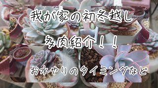 [多肉植物]我が家で初冬越しの多肉！