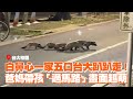 白鼻心一家五口台大趴趴走！爸媽帶孩「過馬路」畫面超萌｜寵物動物｜精選影片