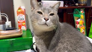 寒い朝.. 大きなベッドから起き出して.. おじいちゃんに挨拶してから朝ごはんを食べる猫・・・