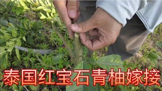 泰國紅寶石青柚嫁接，砧木化橘紅，建議採用芽接的方法        For grafting of Thai ruby green pomelo, bud grafting is recommended