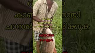 പിറവം പുഴയിൽ നിന്ന് 20 കിലോയുടെ അടാറ് കുയിൽ പിടുത്തം.  full video കാണാൻ channal subscribe ചെയ്യുക.